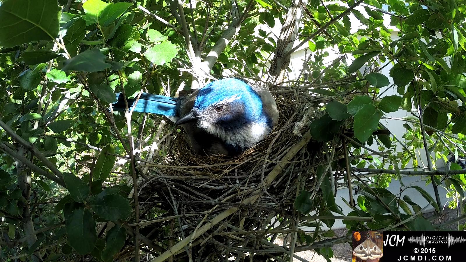 Scrub Jay nest and activity GoPro Hero3+ Black 3-3132015 Santa Clarita JCMDI.COM
